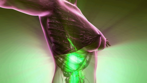 Human Body with Visible Digestive System alt