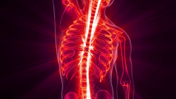 Human Body with Visible Skeletal Bones alt