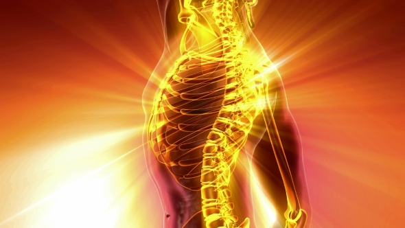 Human Body with Visible Skeletal Bones alt