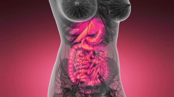 Human Body with Visible Digestive System alt