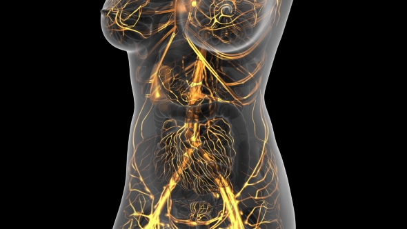 Human Body with Glow Blood Vessels alt