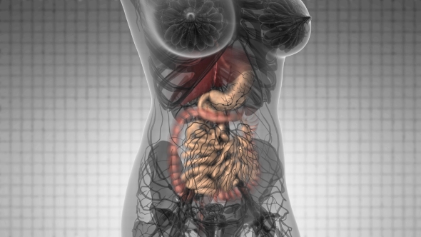 Human Body with Visible Digestive System alt