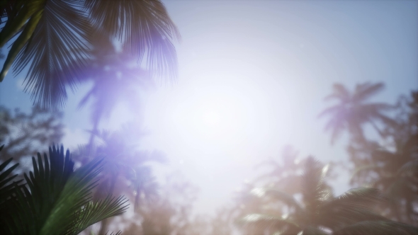 Sunset Beams Through Palm Trees alt