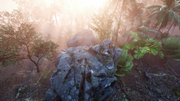 Sunset Beams Through Palm Trees alt