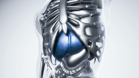 Human Liver Model with All Organs and Bones alt