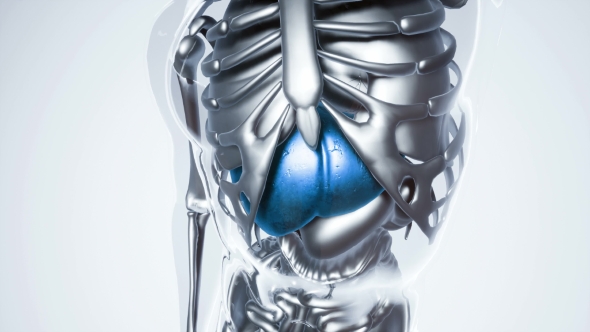 Human Liver Model with All Organs and Bones alt