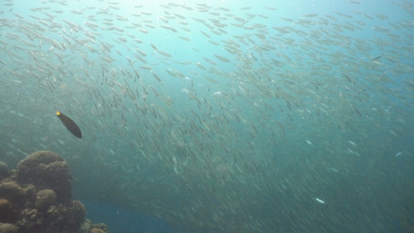 Sardines on Blue Water