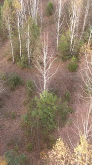 Vertical Video of Forest Landscape in Autumn Slow Motion