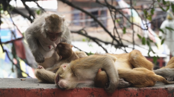 Monkeys in the City of Kathmandu