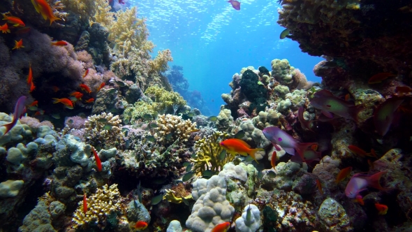 Colorful Fish on Vibrant Coral Reef and Diver. Red Sea. Egypt