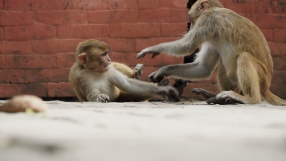 Young Monkeys in the City of Kathmandu