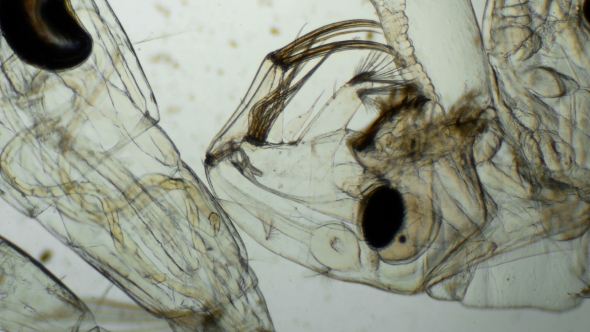 Transparent Larva Under the Microscope with Internal Organs