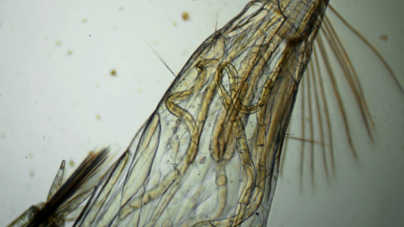 a Transparent Larva Under the Microscope,with Internal Organs,like an Alien Organism