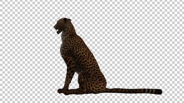 Cheetah Sitting alt