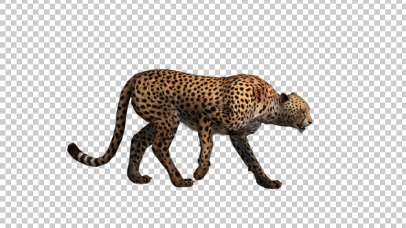 Cheetah Walk alt