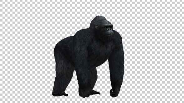 Gorilla Look