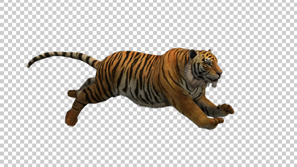 Tiger Run 3