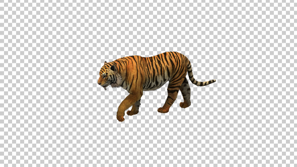 Tiger Walking alt