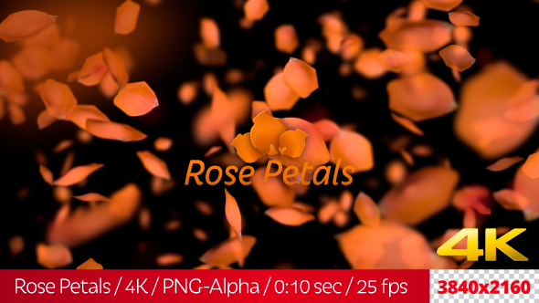 Rose Petals