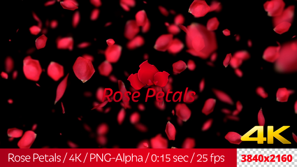Rose Petals