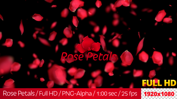 Rose Petals