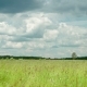 Grass on Wild Meadow Waving Under Wind  - VideoHive Item for Sale