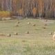 Herd Сows Graze Freely in Meadow  - VideoHive Item for Sale