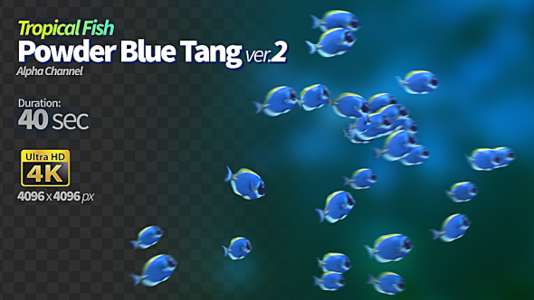 Powder Blue Tang 2
