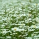 Beautiful Blooming Meadow with Chamomile - VideoHive Item for Sale