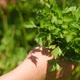 Hands Woman Gather Green Fresh Parsley. Petroselinum Crispum. - VideoHive Item for Sale