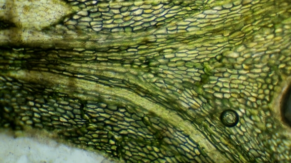 Green Algae Under the Microscope