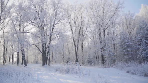 Winter Fairy Forest with Trees Covered with Snow and Frost