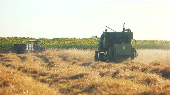 Harvesting the Cornfield with Combine Harvester.