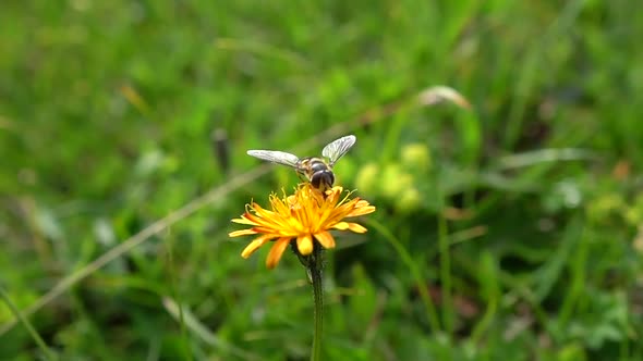 Bee Collects Nectar from Flower Crepis Alpina