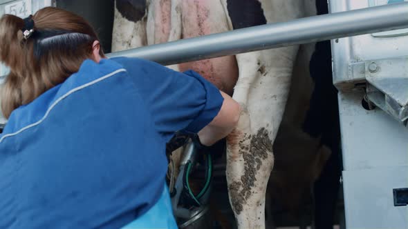 Worker Putting Milking Equipment on Udder Close Up