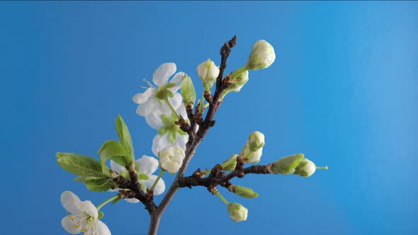 Branch with Apple Blossoms Blooming on a Blue Background