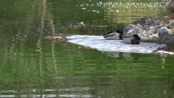 Duck Near The  Green Lake 2