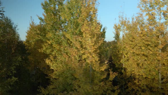 Flight over the autumn park. Trees with yellow autumn leaves are visible. Aerial photography.