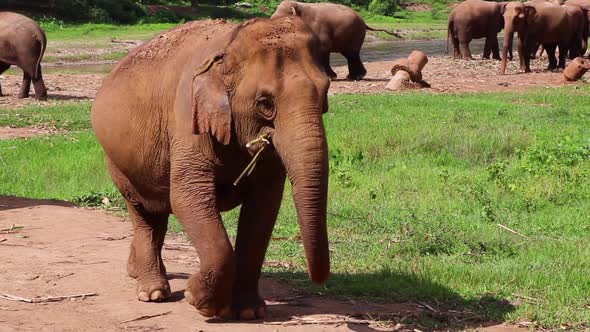 Elephant walking up a path toward the camera as others are behind it in the background.