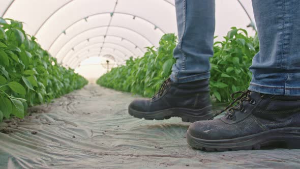 Low angle shot of basil greenhouse with farmer walking inside