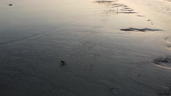 Macaque monkey walk at swamp from sea