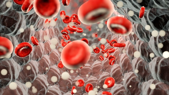 Erythrocytes Moving in the Blood Stream