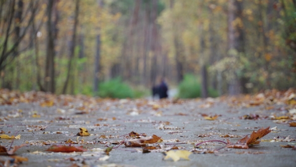 Nature Autumn Walk