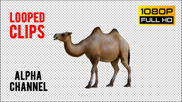 Camel 2 Realistic