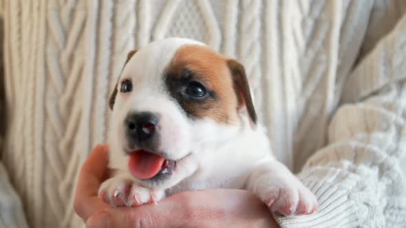 Portrait of Puppy Little Dog Yawns