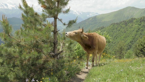 Cow Eats Needle of Spruce in the Mountains, Caucasus, Georgia