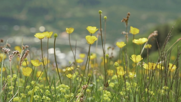 Yellow Flowers in the Mountains, Georgia