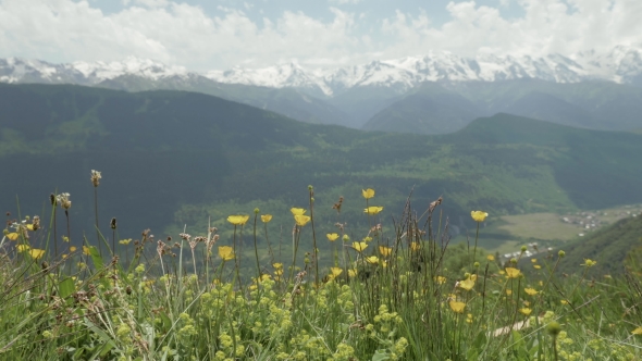 Yellow Flowers in the Mountains, Georgia