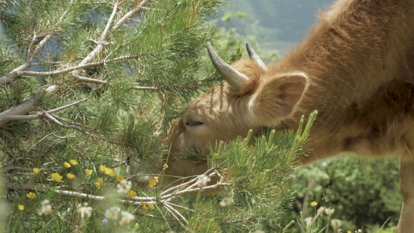 Cow Eats Needle of Spruce in the Mountains, Caucasus, Georgia