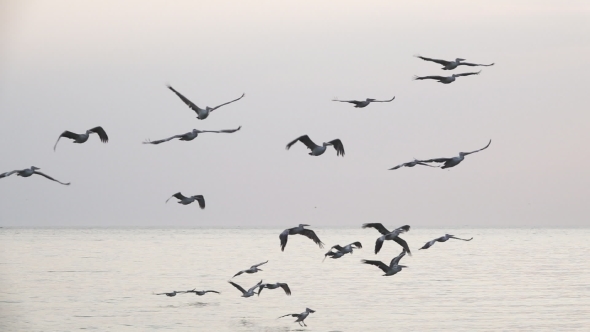 Pelican Group Flying in  at Dusk